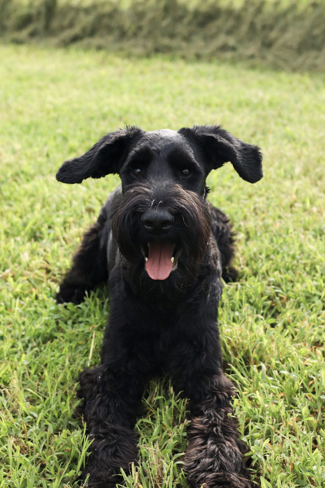 Shaggy black schnauzer-type puppy lies on bright green grass looking at the camera