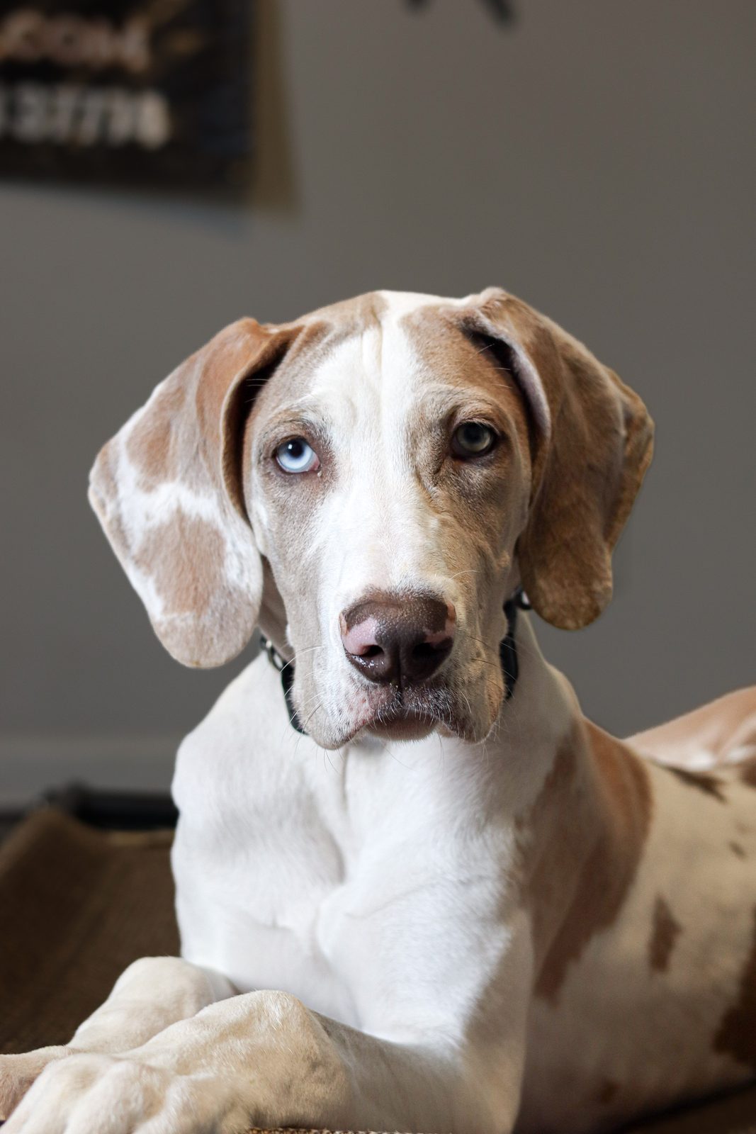 Close-up of a liver and white puppy with a blue eye and floppy ears